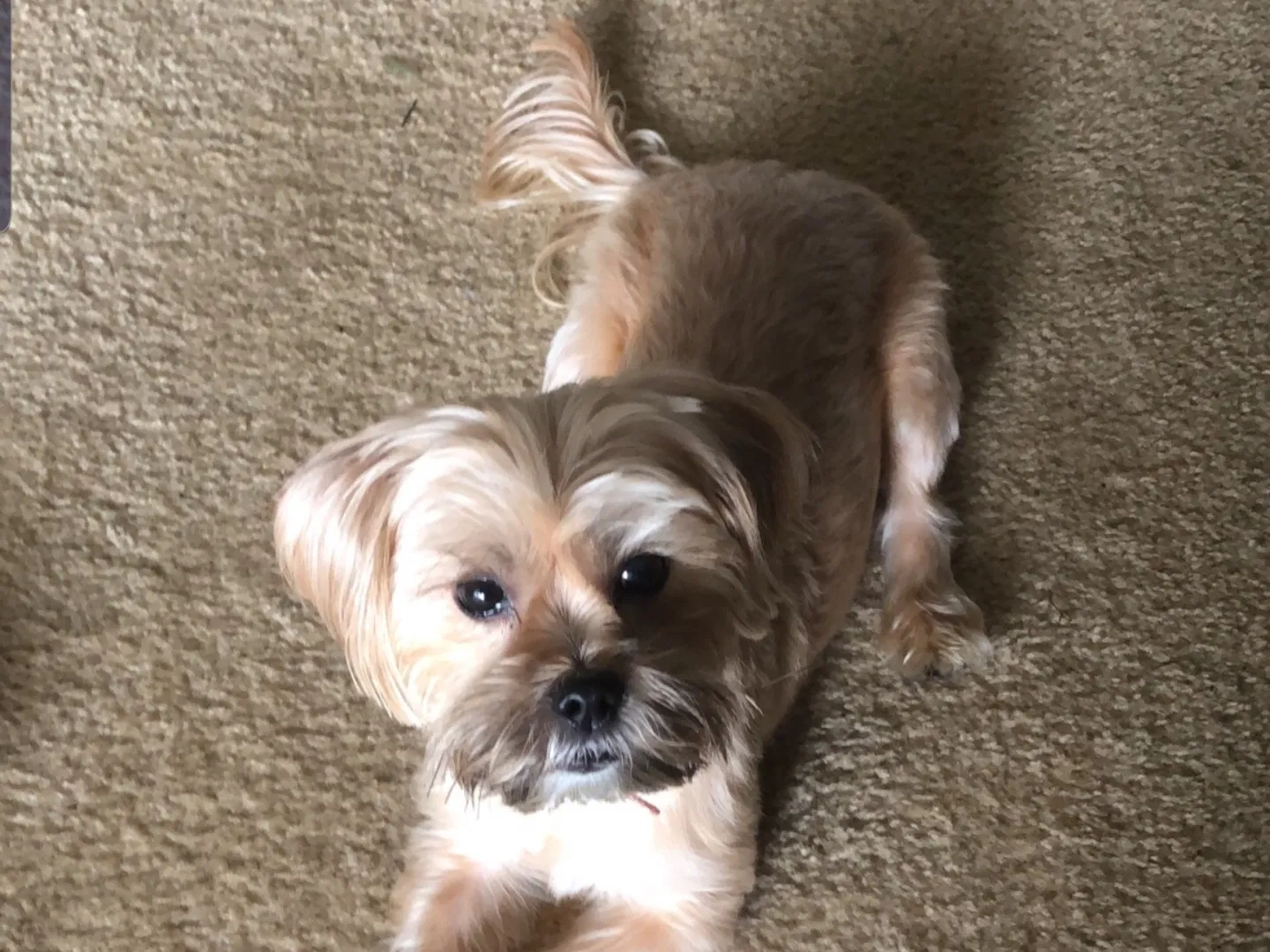 Lost dog in West Palm Beach, FL, 33404