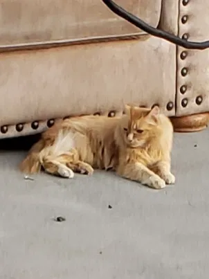 Lost cat in Bend, OR, 97702