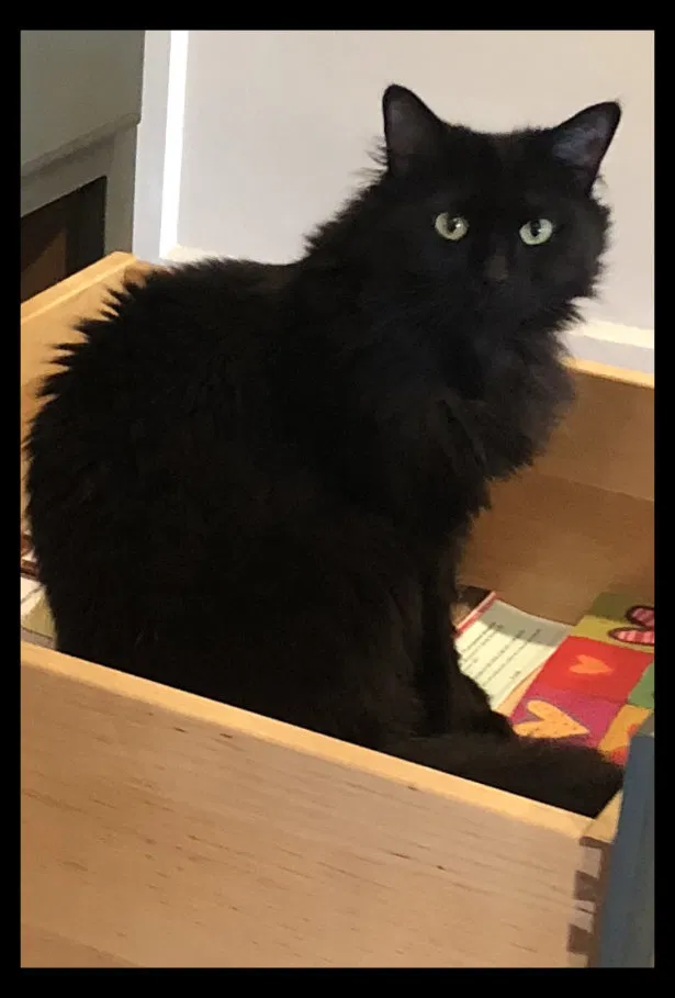Lost cat in Wilmington, NC, 28403