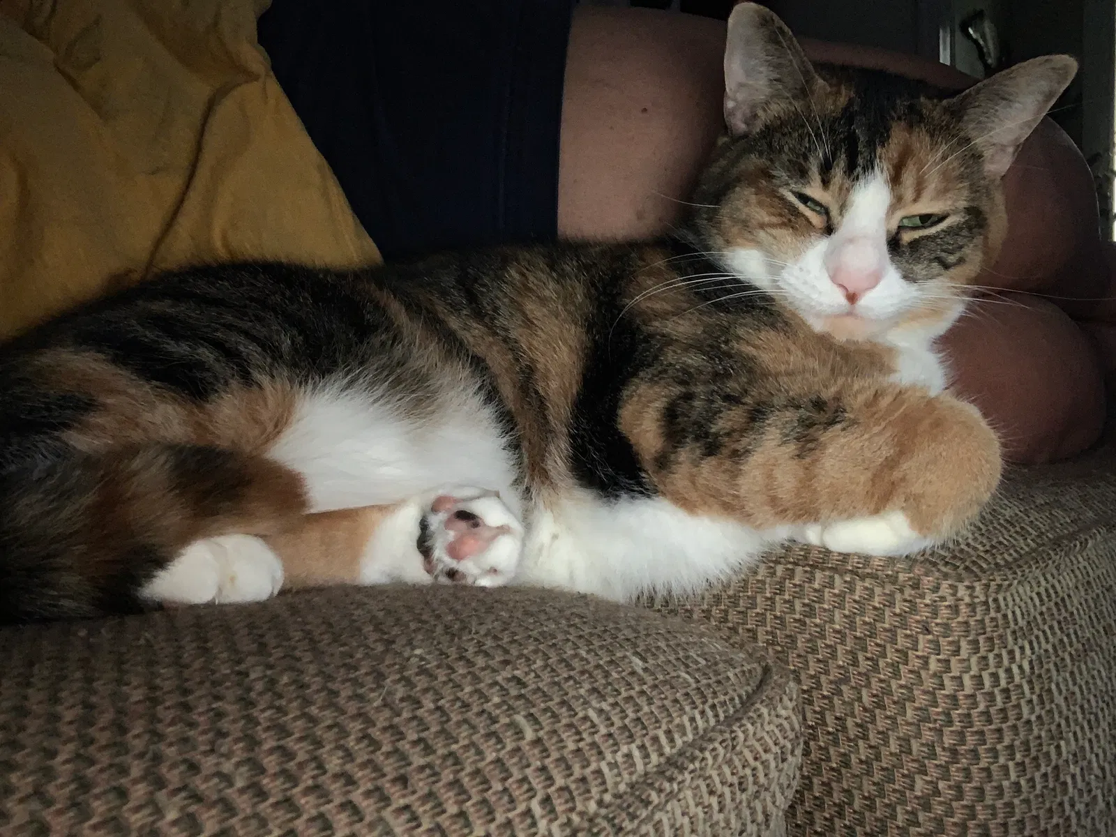 Lost cat in New Bern, NC, 28562