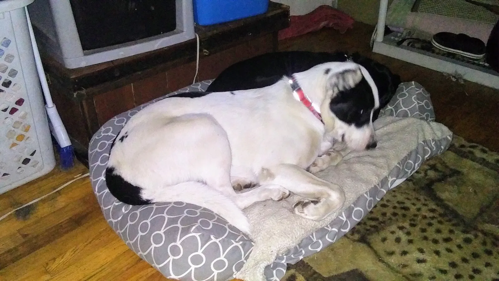 Lost dog in Gresham, OR, 97080