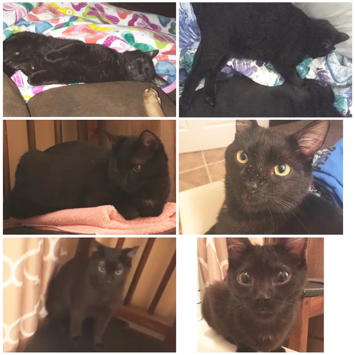 Lost cat in Carrollton, GA, 30116