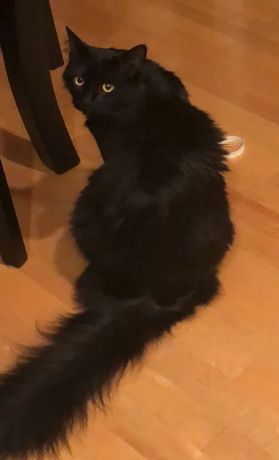 Lost cat in Portland, OR, 97229