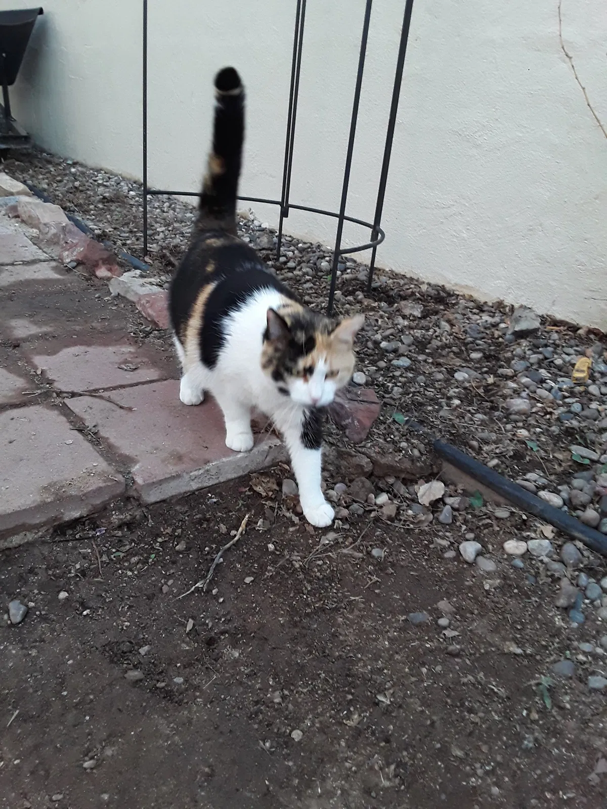 Lost cat in Albuquerque, NM, 87109