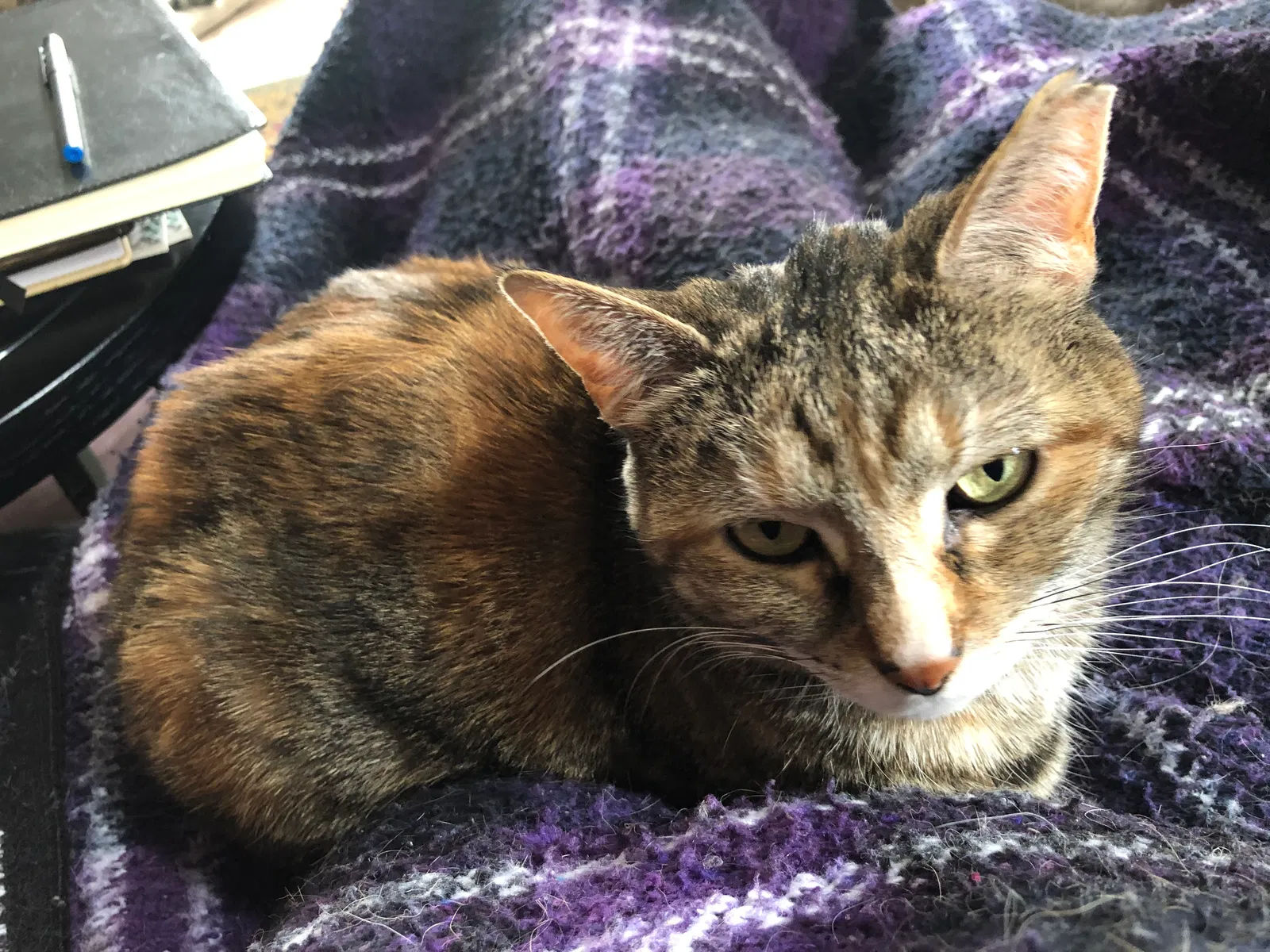 Lost cat in Watertown, WI, 53098