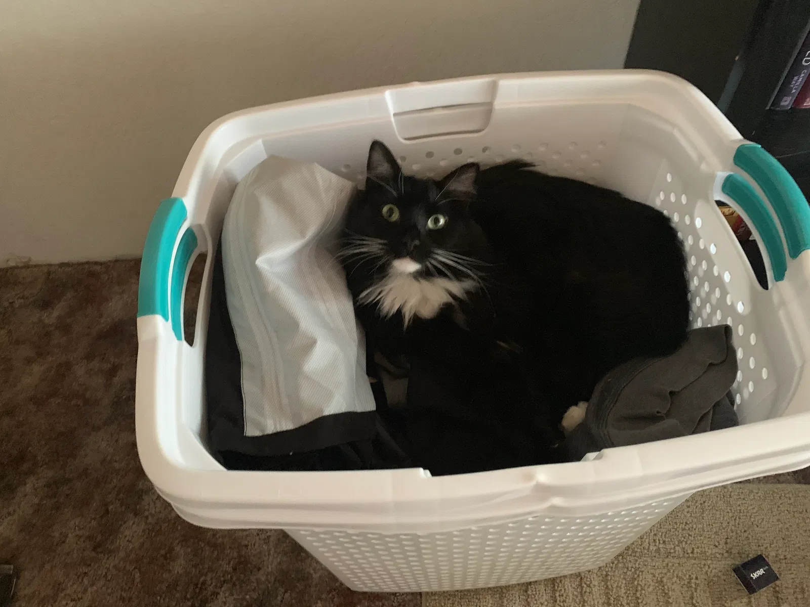 Lost cat in Pasco, WA, 99301
