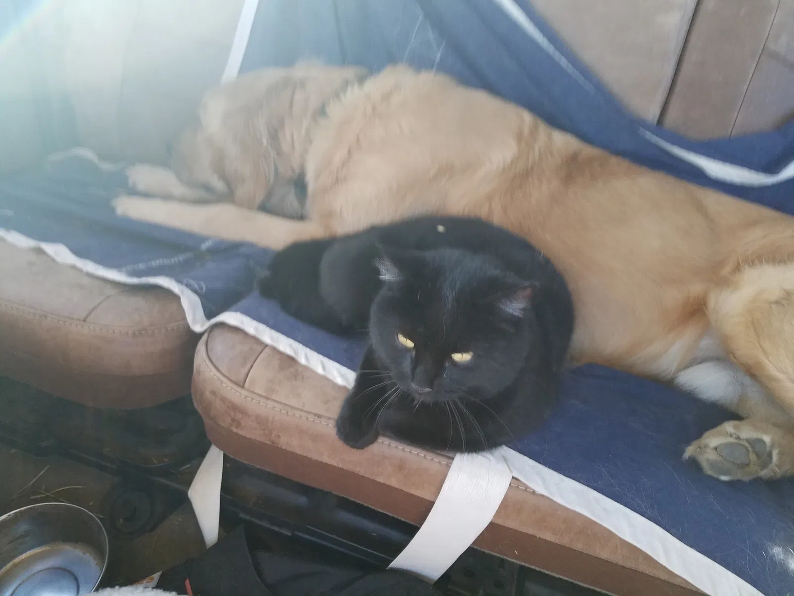 Lost cat in Milwaukee, WI, 53213