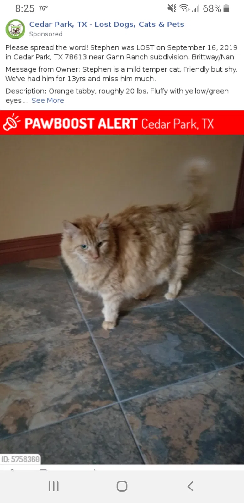 Lost cat in Cedar Park, TX, 78613