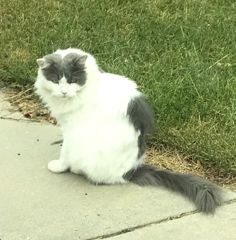 Lost cat in Louisville, CO, 80027