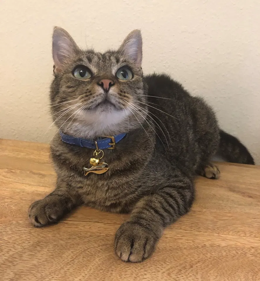 Lost cat in San Diego, CA, 92122