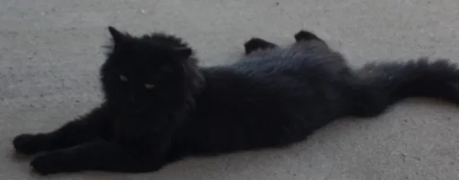 Lost cat in Bennett, CO, 80102