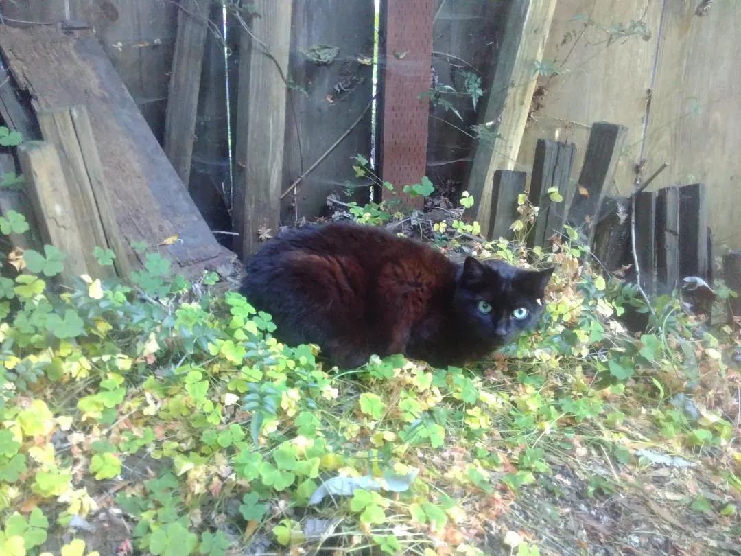 Lost cat in Santa Cruz, CA, 95062