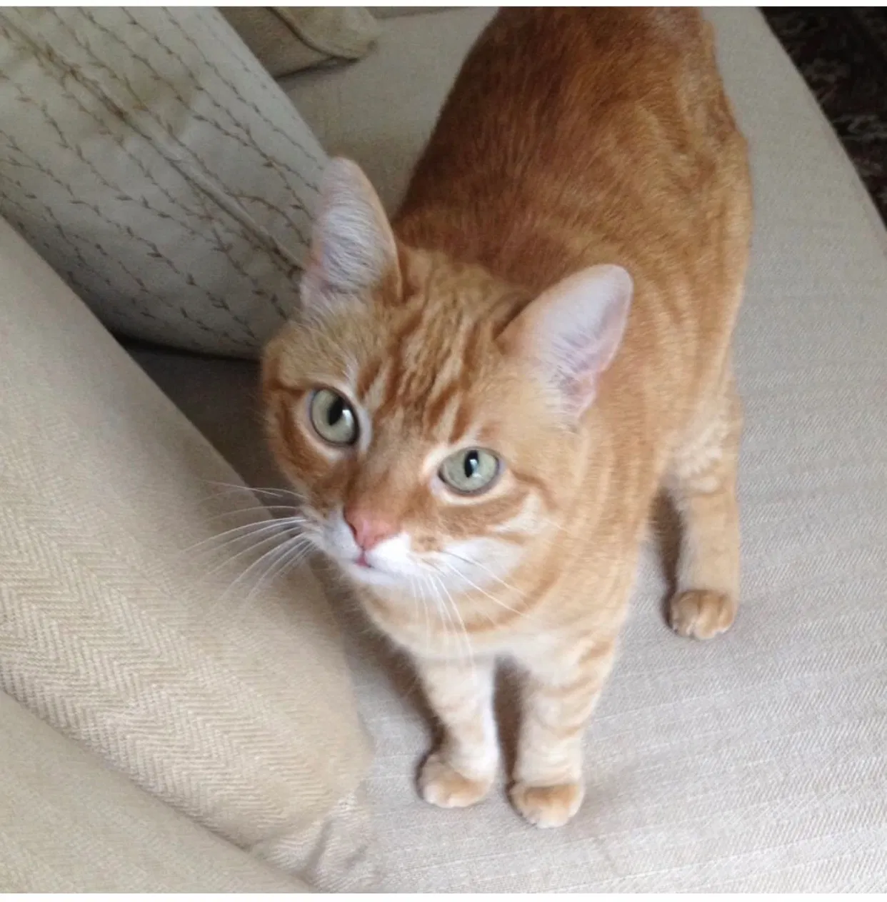 Lost cat in Marietta, GA, 30062