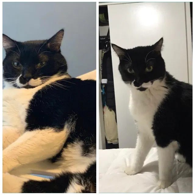 Lost cat in Birmingham, AL, 35205
