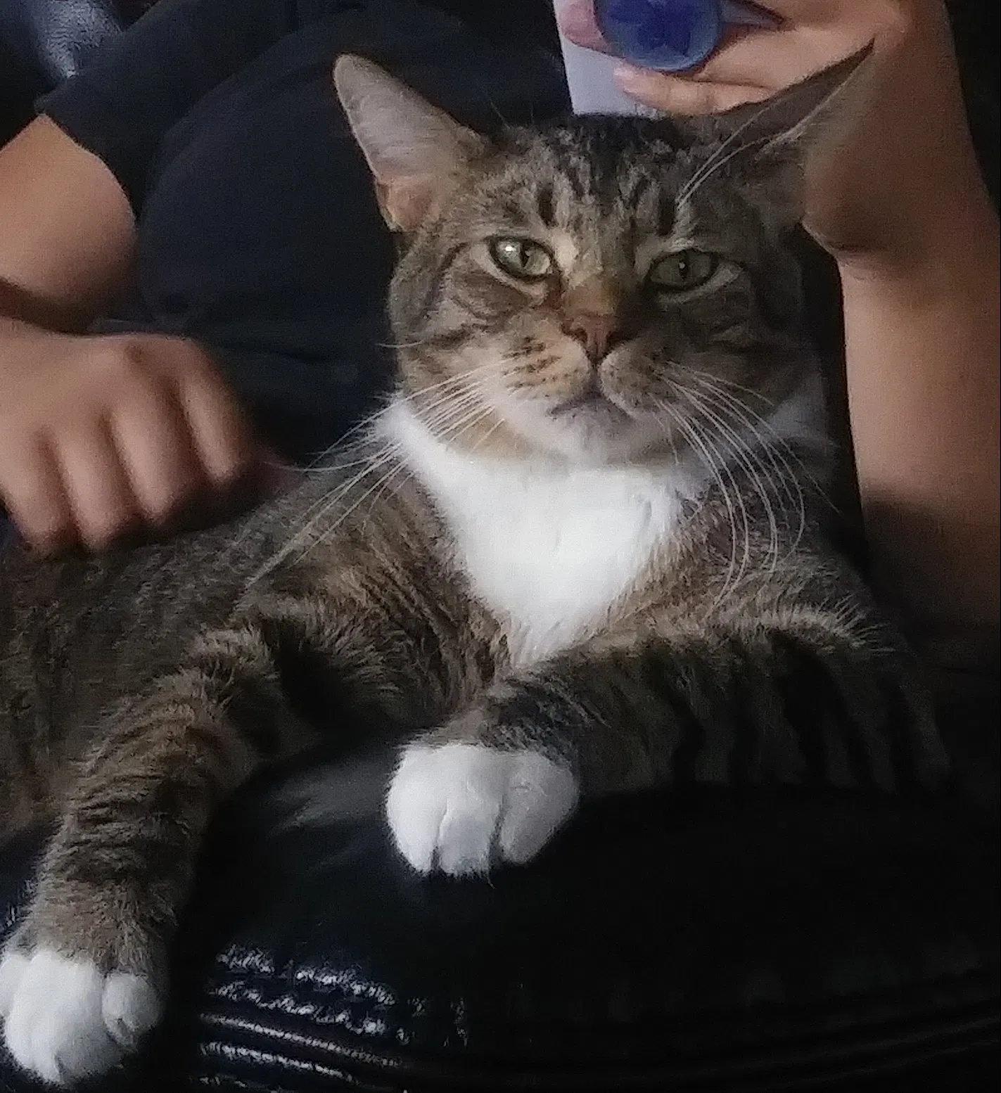 Lost cat in Lakeside, CA, 92040