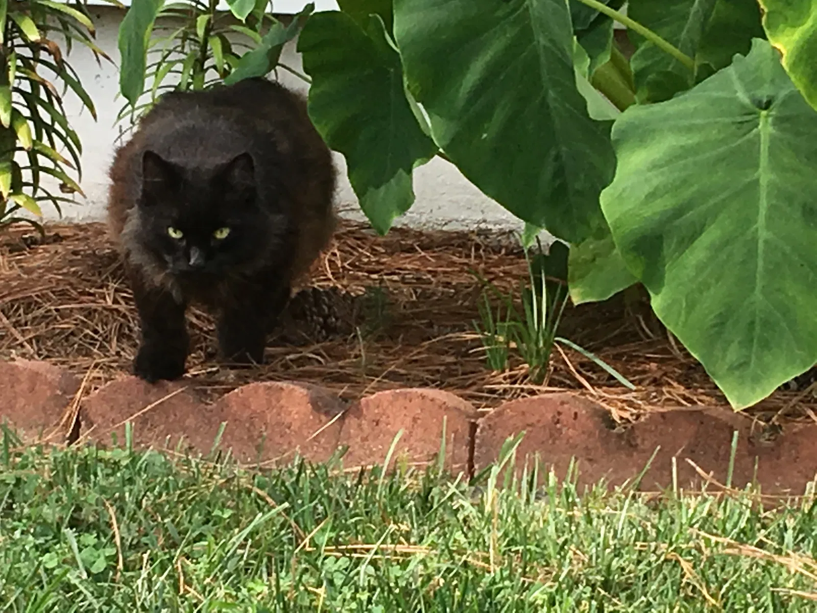 Lost cat in Henrico, VA, 23228