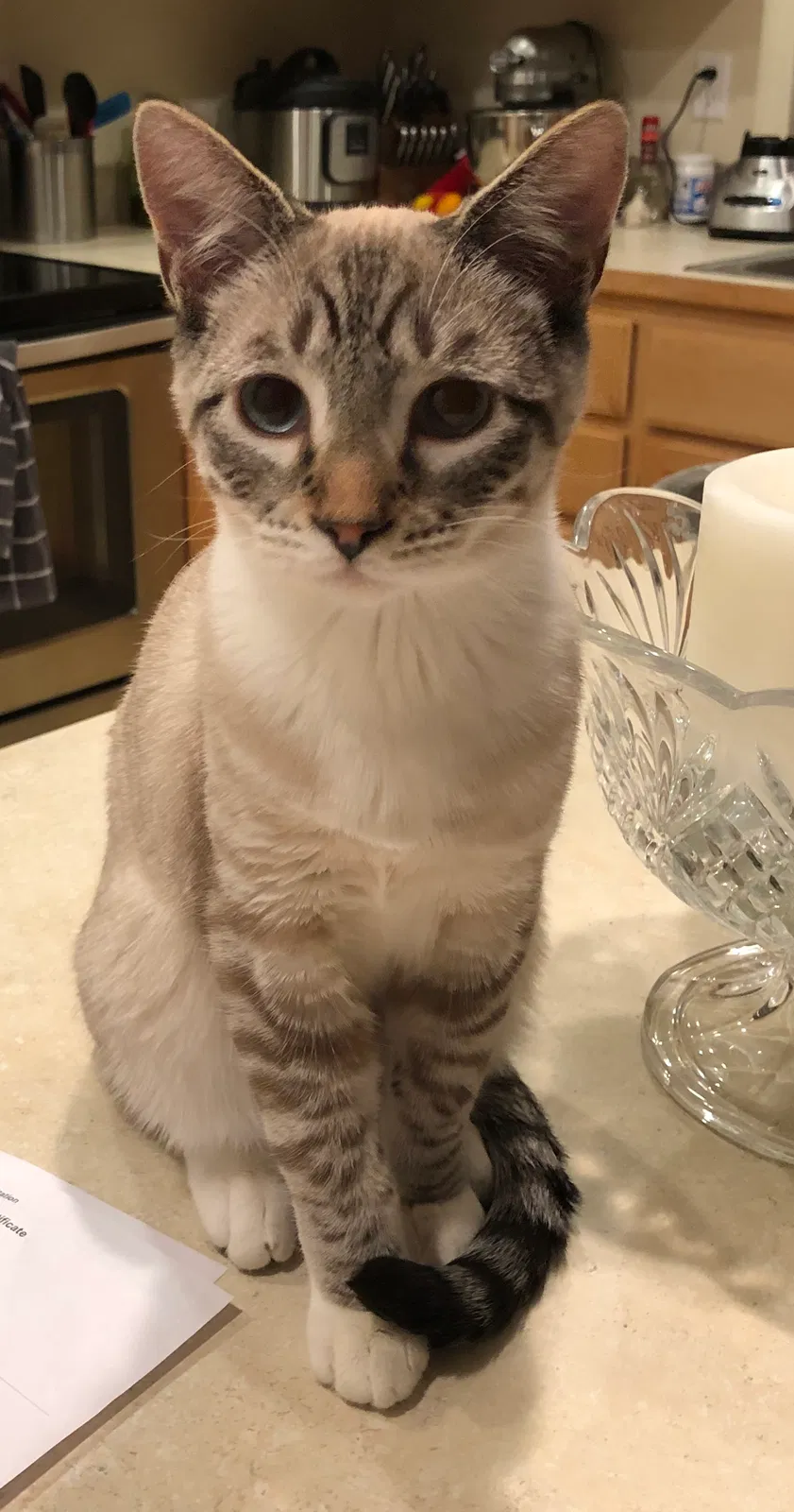 Lost cat in Orting, WA, 98360