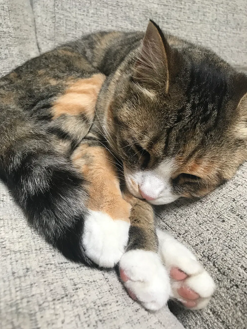Lost cat in Lake Stevens, WA, 98258