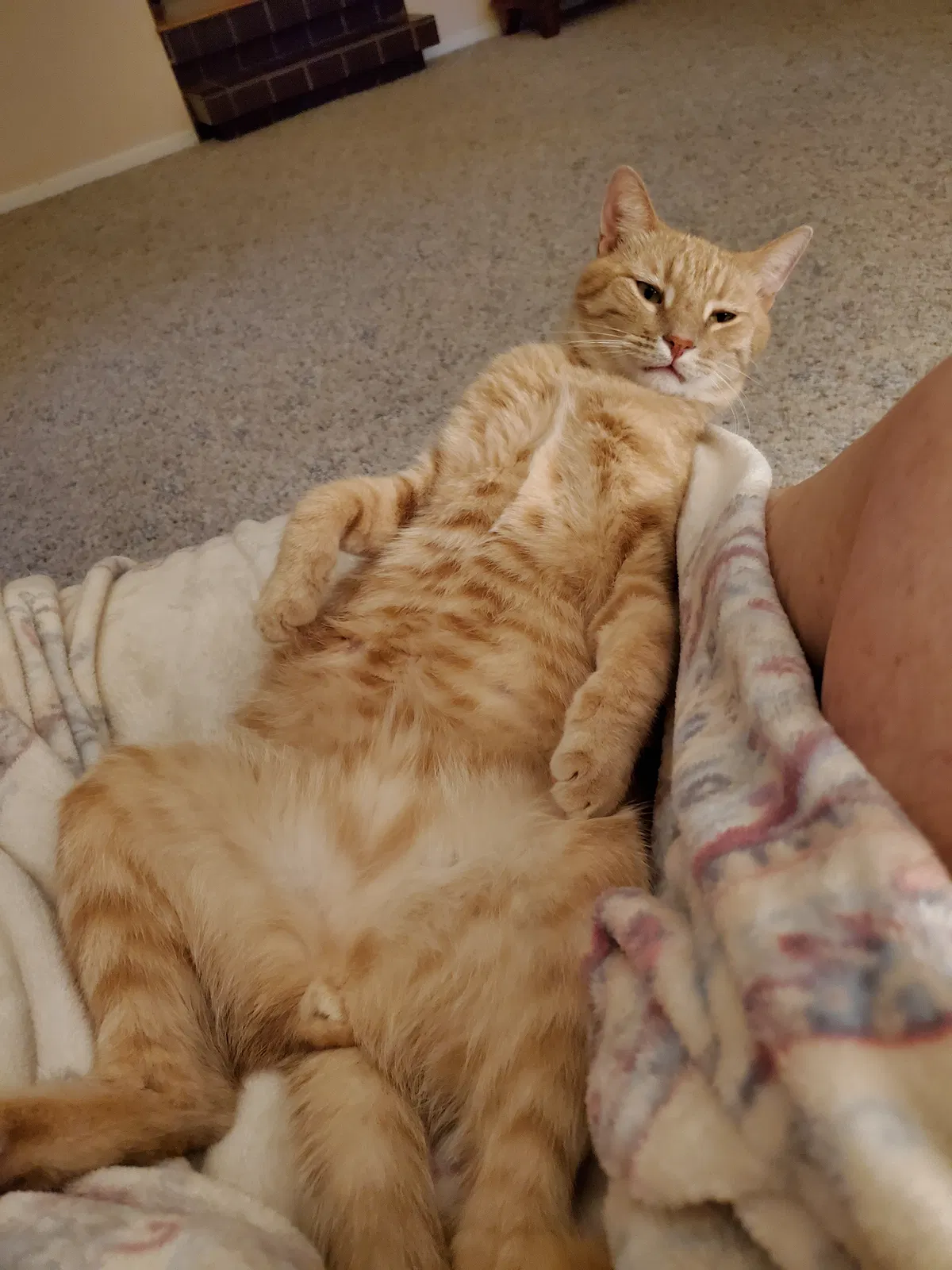 Lost cat in Mount Dora, FL, 32757