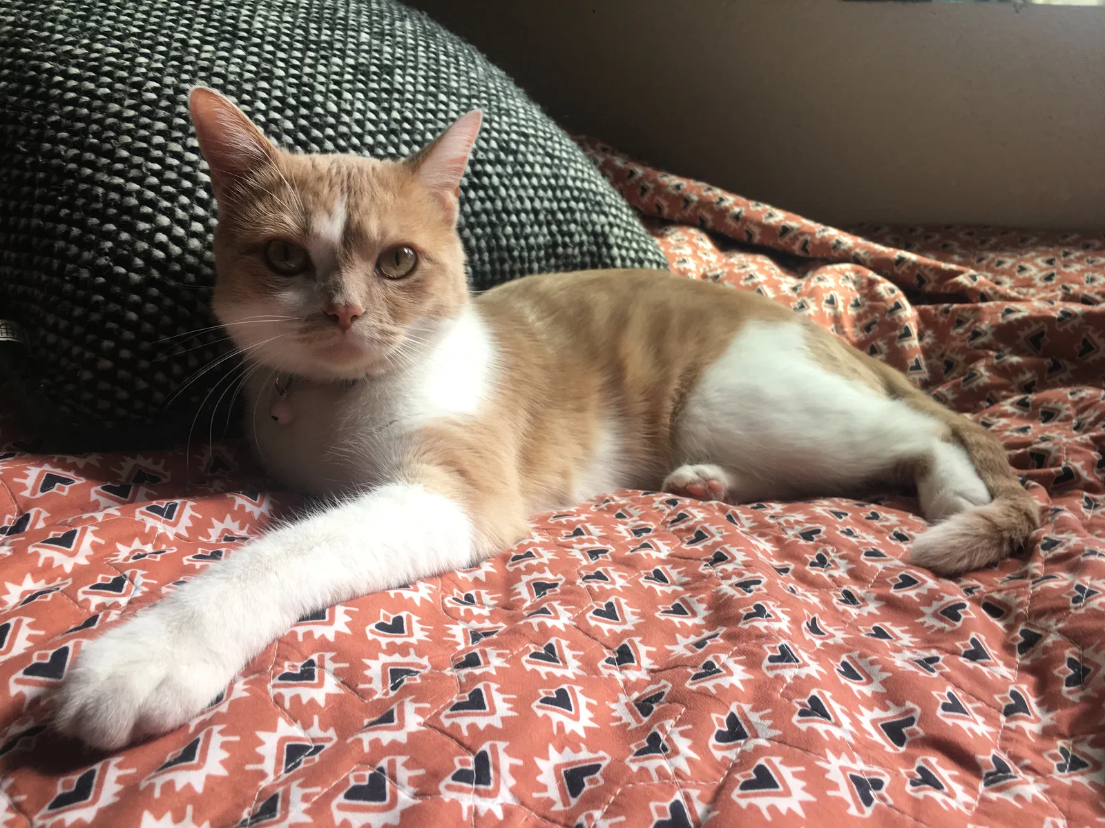 Lost cat in Fort Collins, CO, 80526