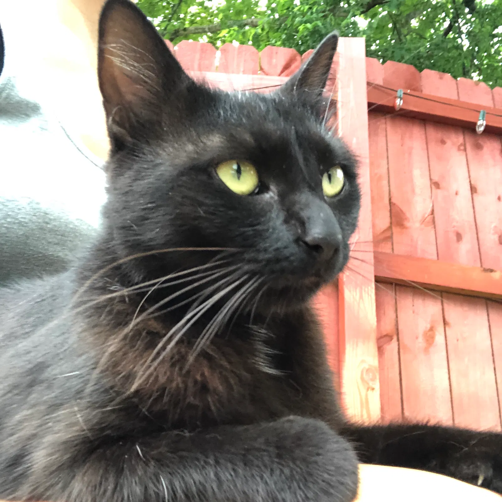 Lost cat in Knoxville, TN, 37912