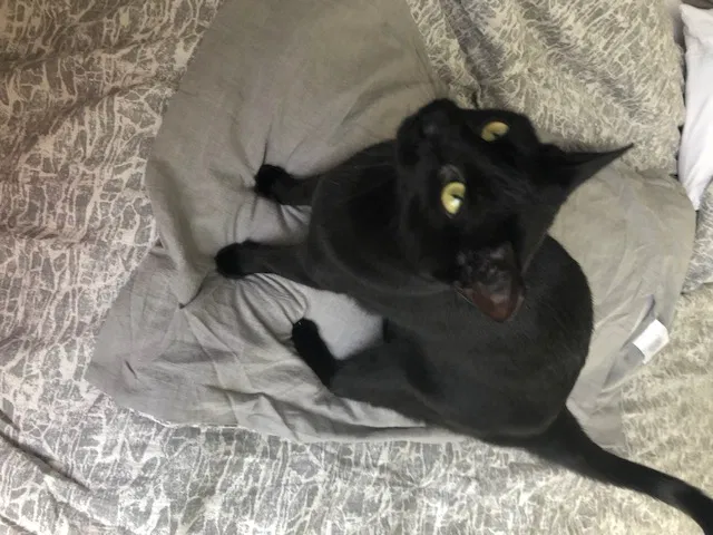 Lost cat in Pompano Beach, FL, 33063