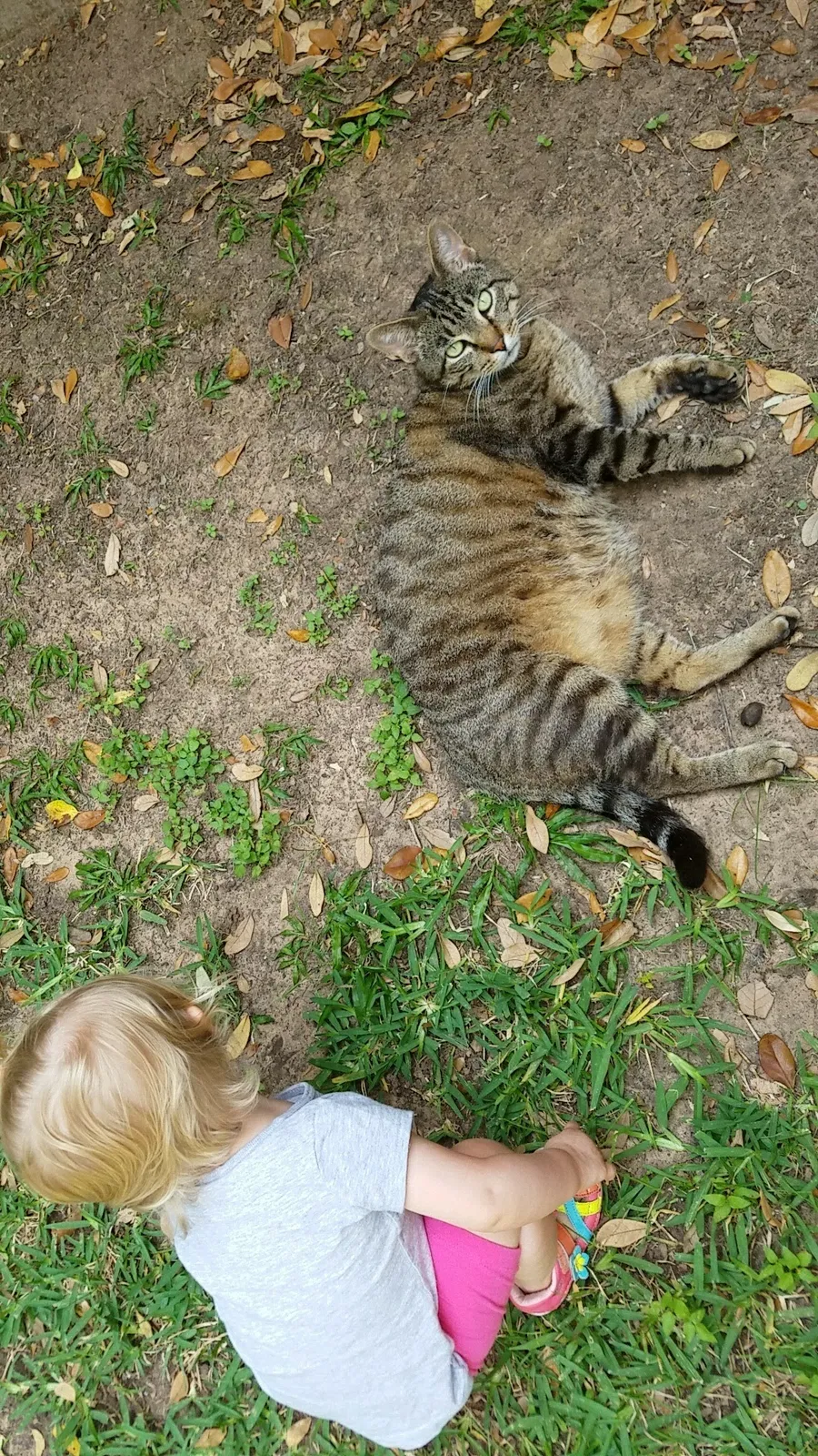 Lost cat in Portland, OR, 97229
