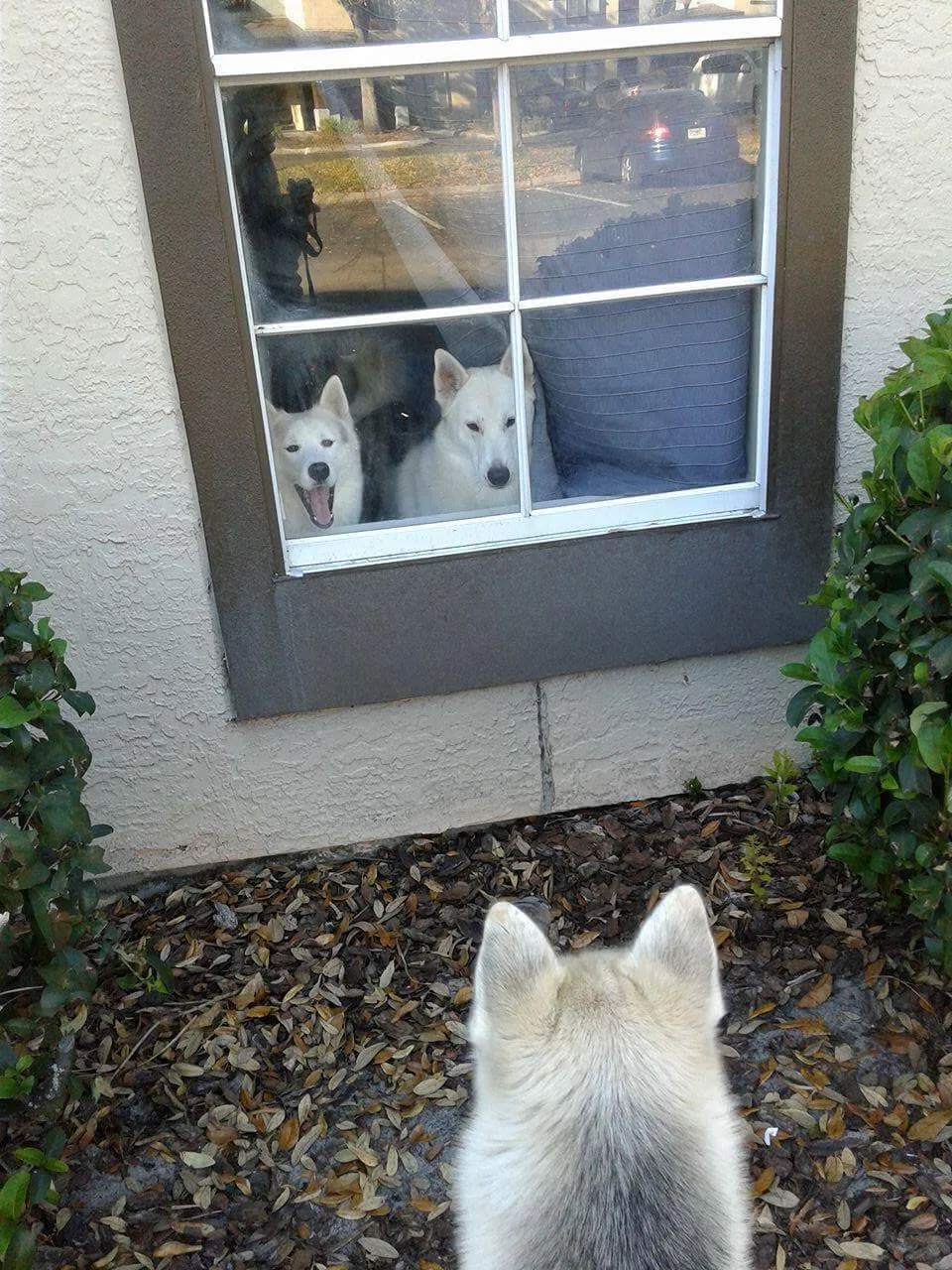 Lost dog in Palm Bay, FL, 32908