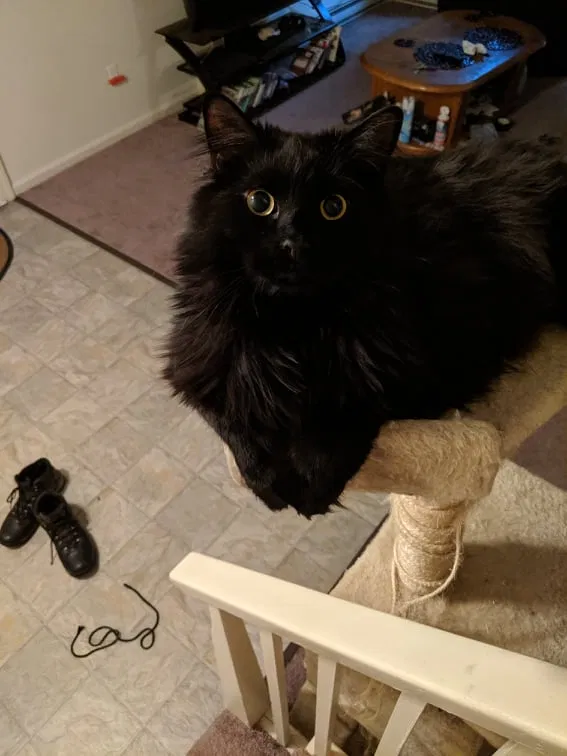 Lost cat in East Granby, CT, 6026
