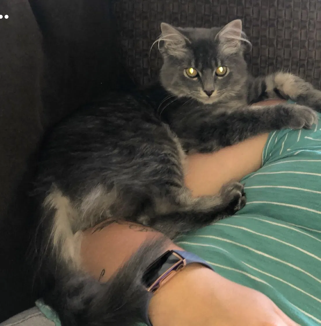 Lost cat in Rochester, MN, 55901