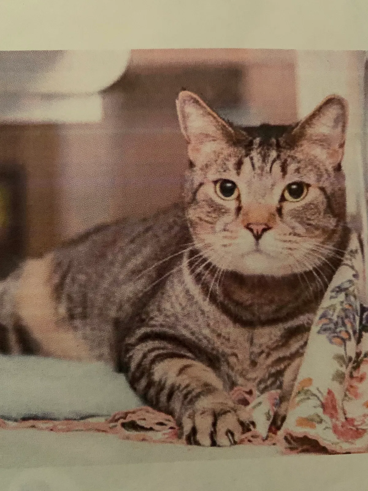 Lost cat in Chandler, AZ, 85226
