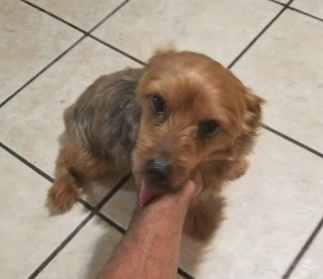 Lost dog in Chicago, IL, 60647
