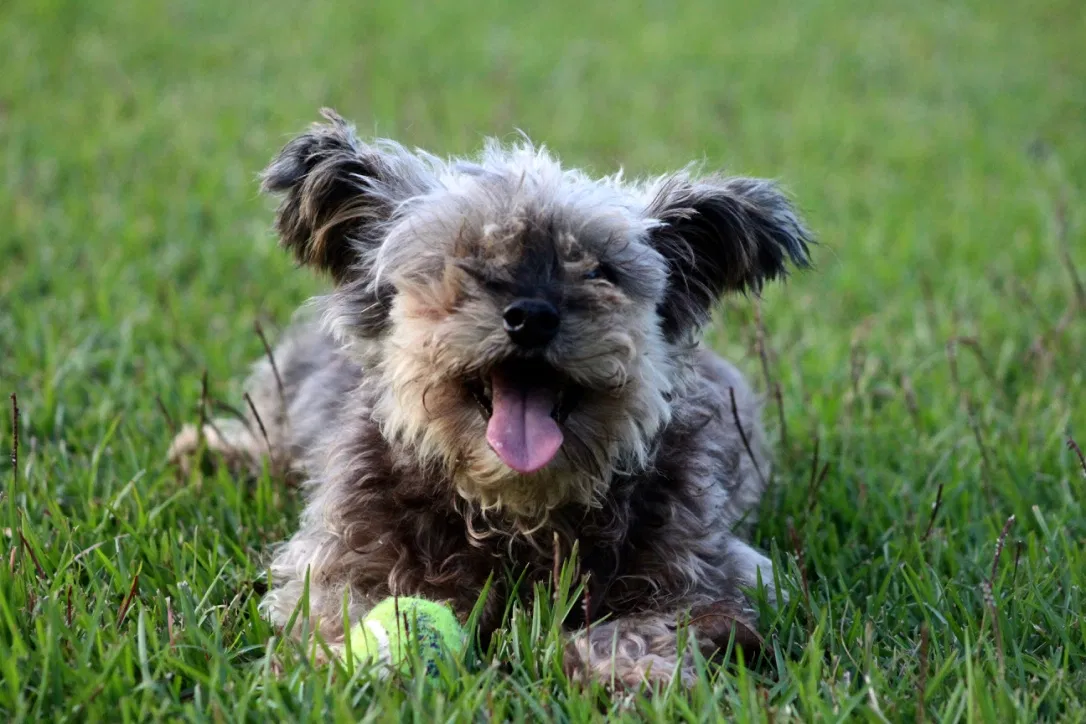 Lost dog in Winterville, NC, 28590