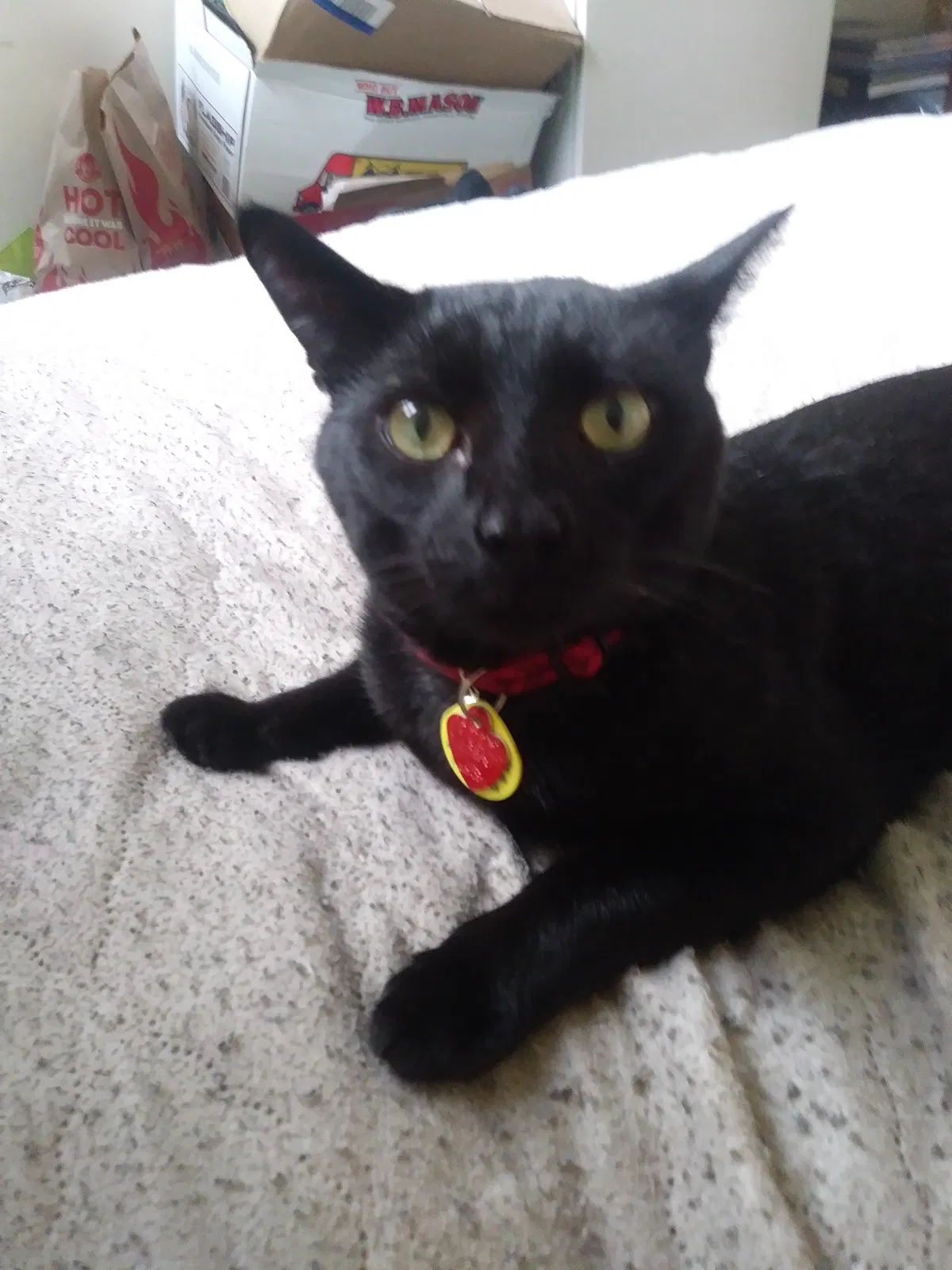 Lost cat in Fairport, NY, 14450