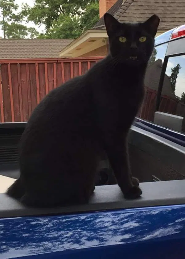 Lost cat in Cypress, TX, 77429