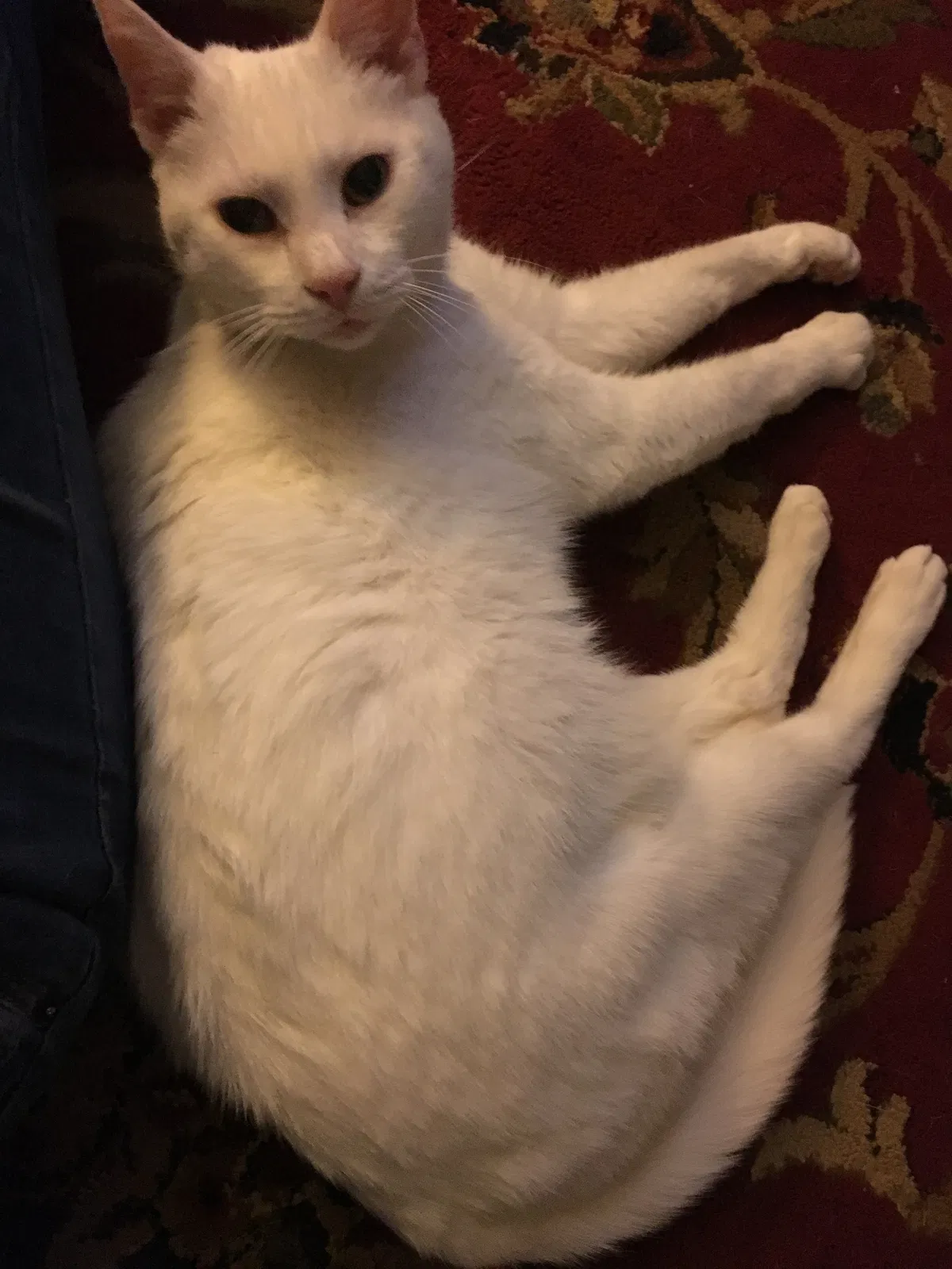 Lost cat in Winston Salem, NC, 27104