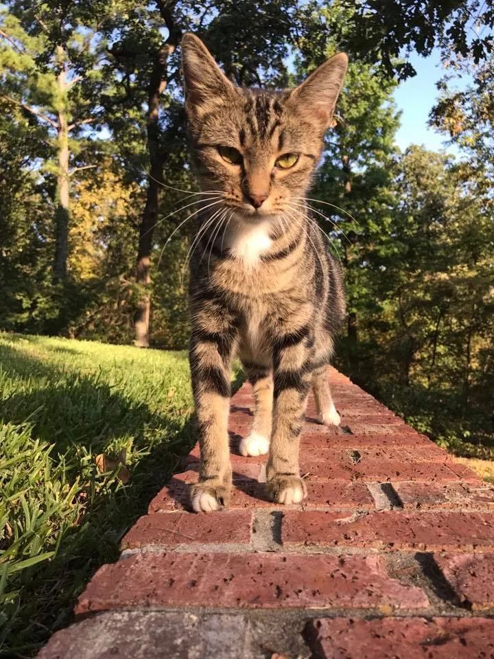 Lost cat in Mckinney, TX, 75071