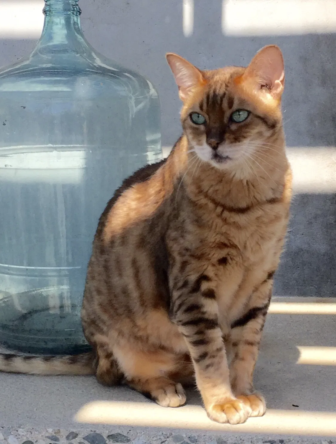 Lost cat in Los Angeles, CA, 90046