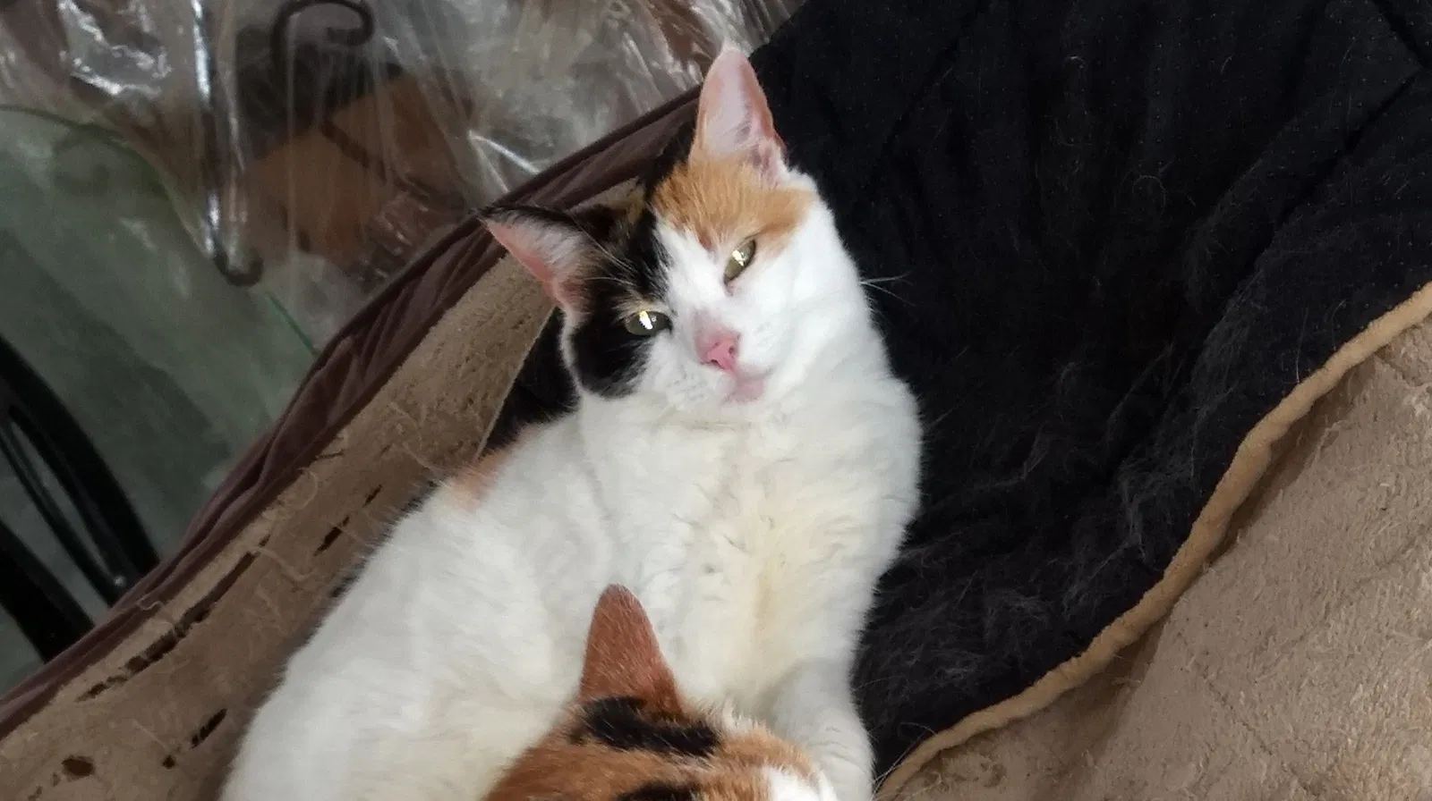 Lost cat in Hopewell, VA, 23860