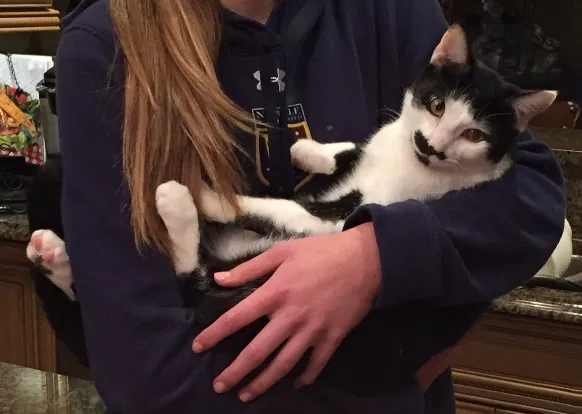 Lost cat in Brentwood, TN, 37027