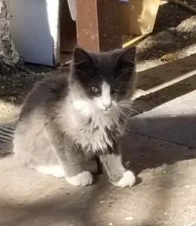 Lost cat in Gilroy, CA, 95020