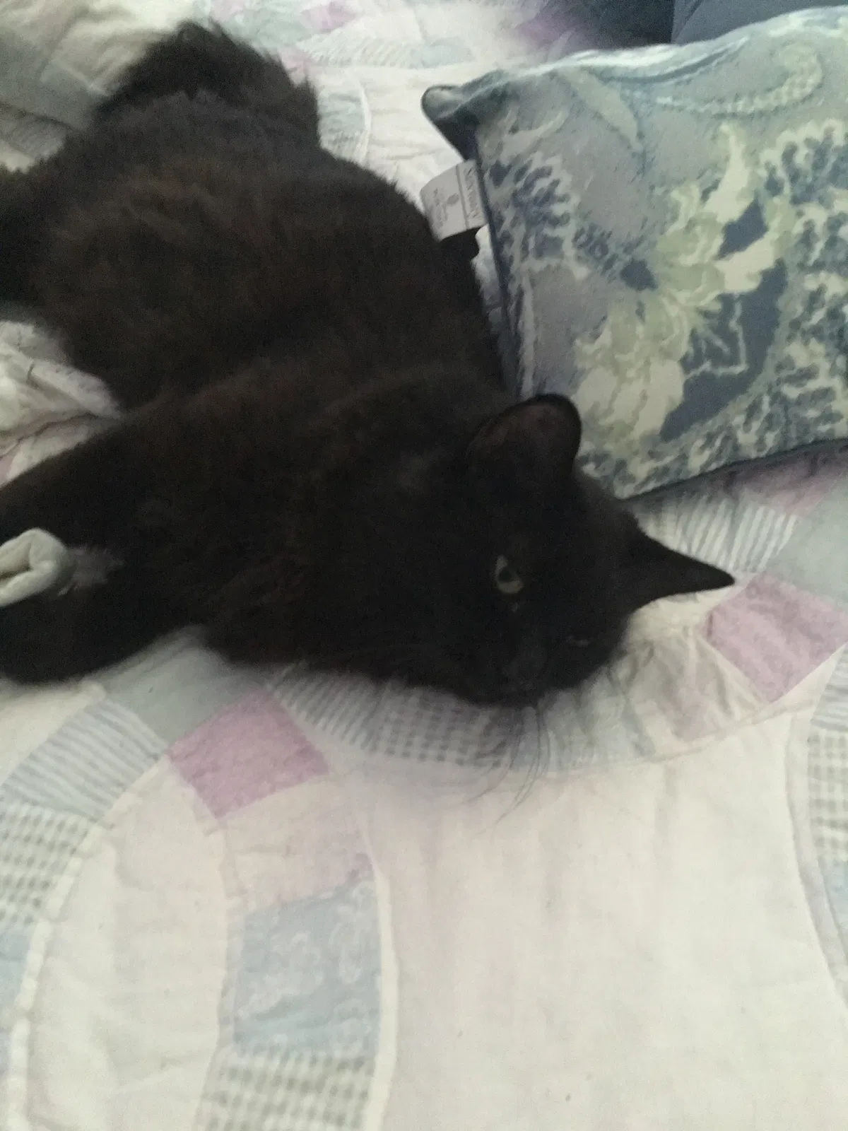 Lost cat in Marietta, GA, 30067