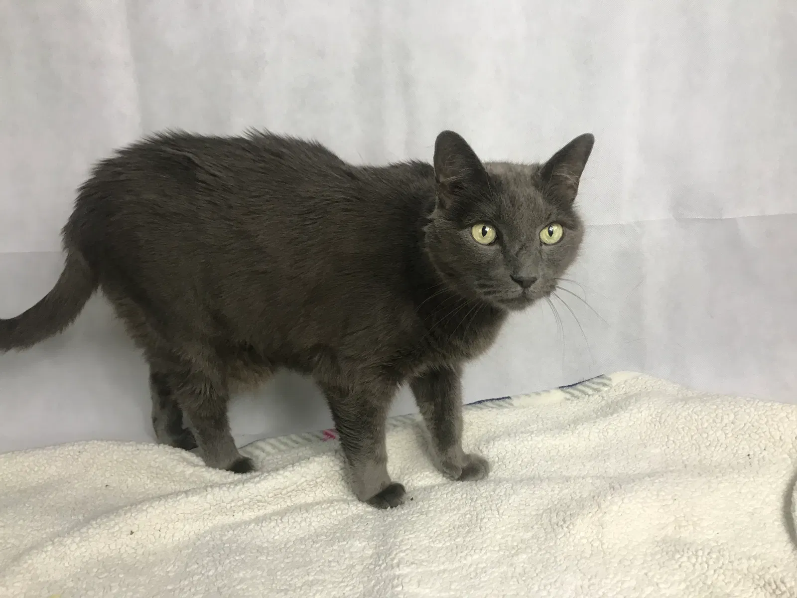 Lost cat in Round Rock, TX, 78664