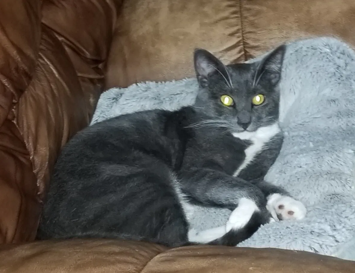 Lost cat in State College, PA, 16803