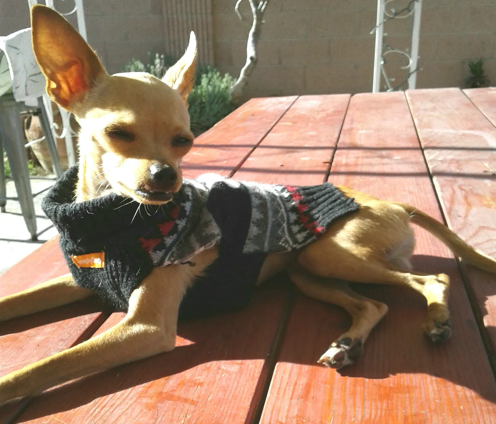 Lost dog in Buttonwillow, CA, 93206