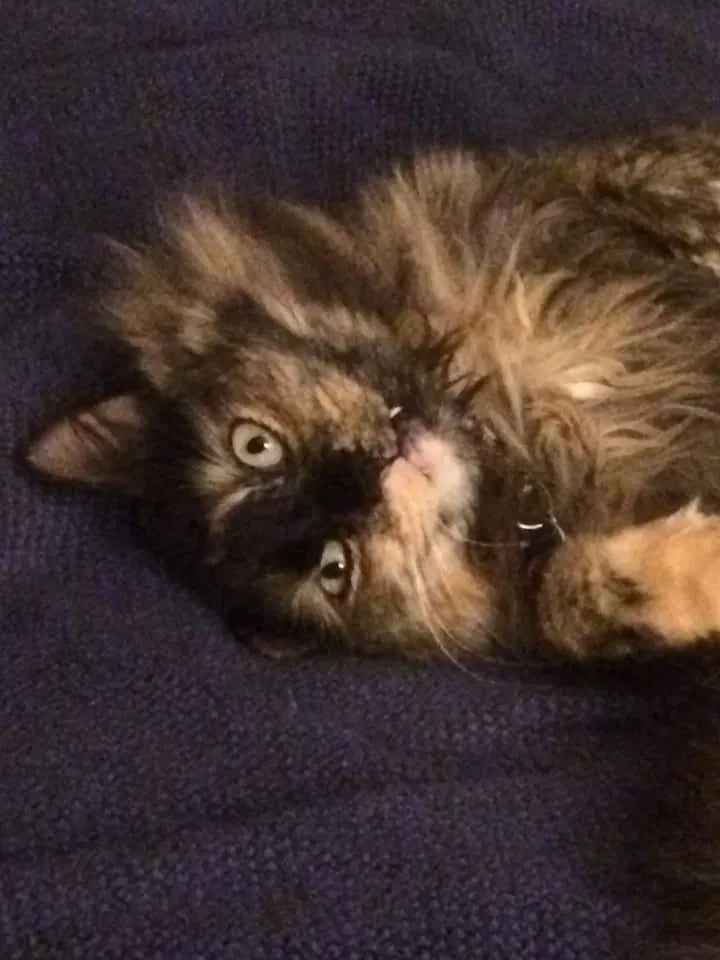 Lost cat in Boulder, CO, 80304