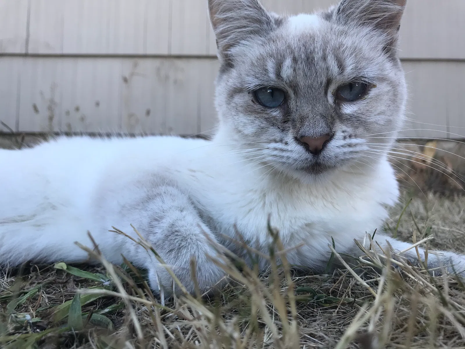 Lost cat in Portland, OR, 97213