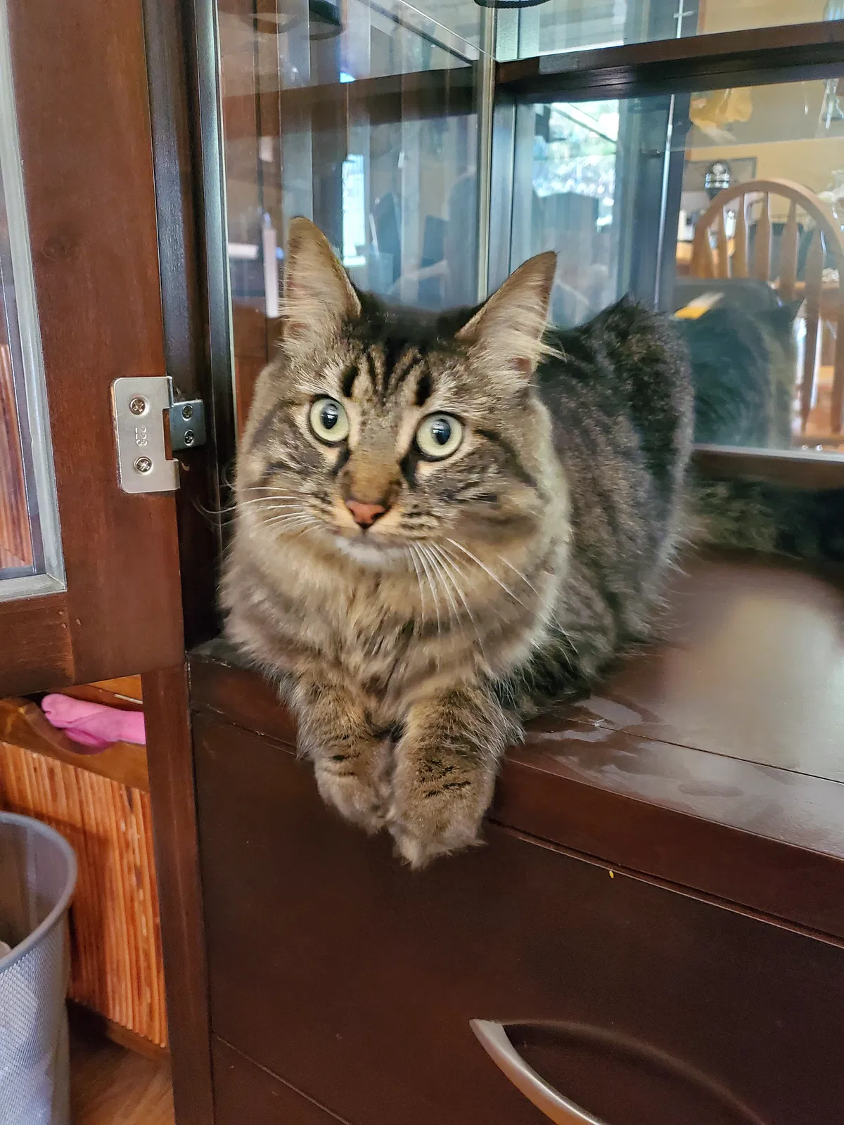 Lost cat in Parker, CO, 80134