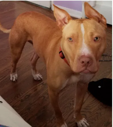 Lost dog in Oakland, CA, 94605
