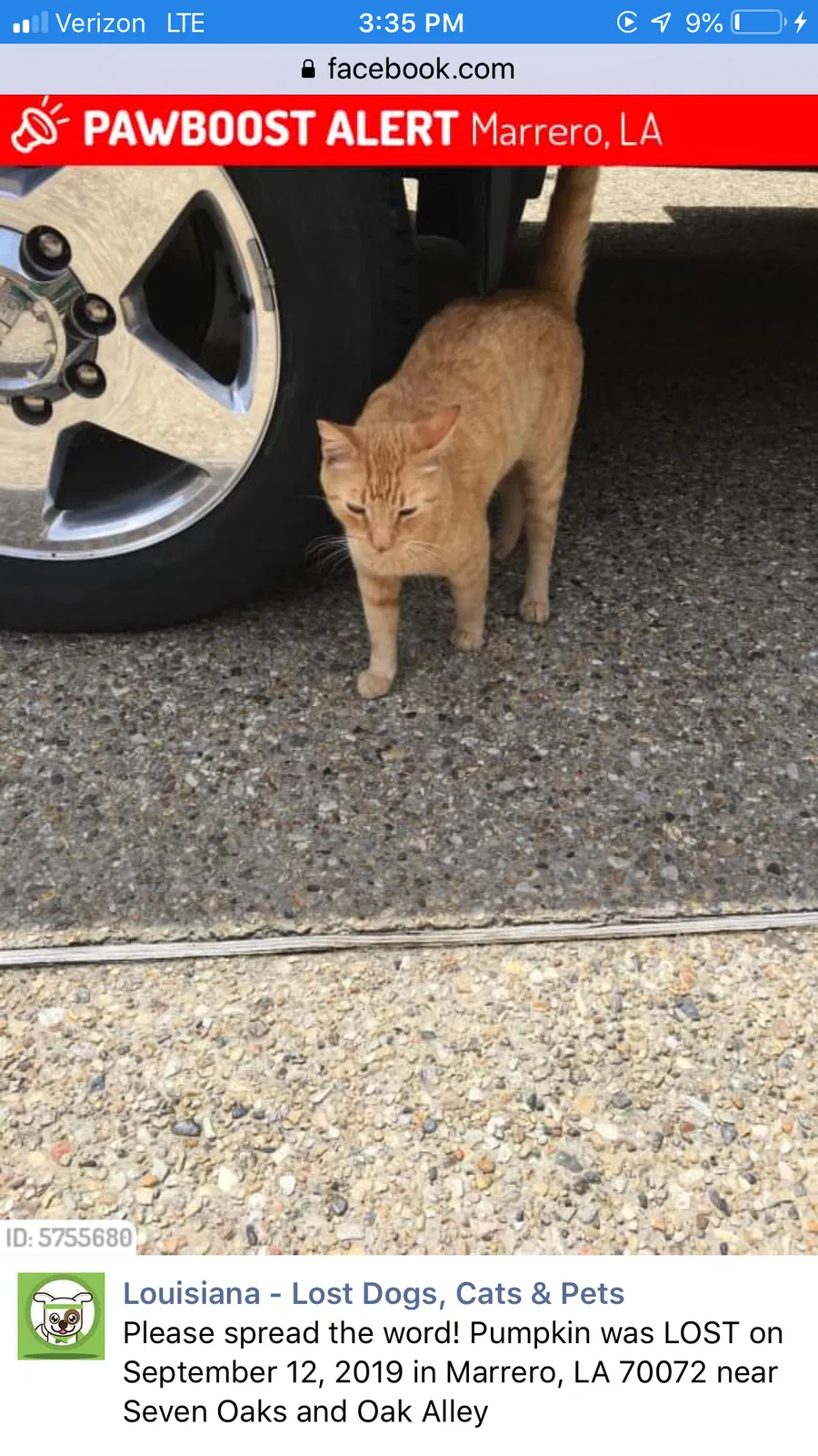 Lost cat in Marrero, LA, 70072